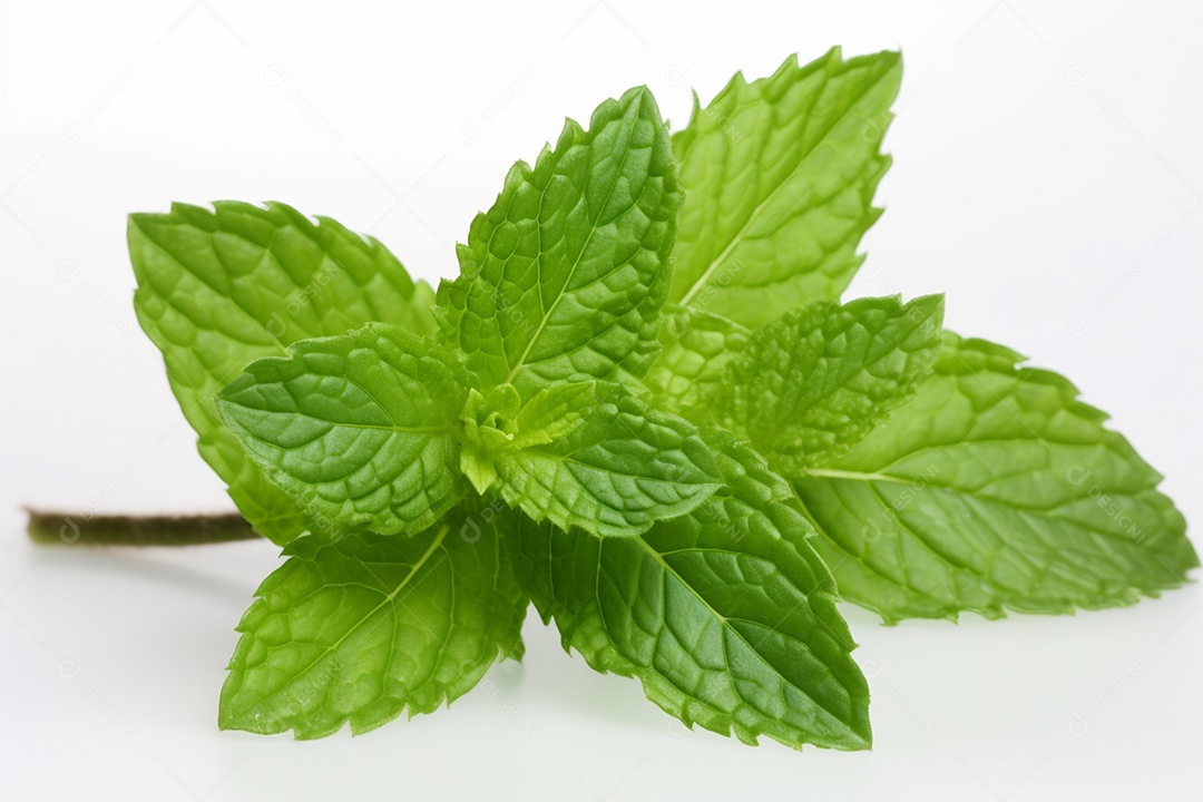 Folha de hortelã sobre fundo isolado