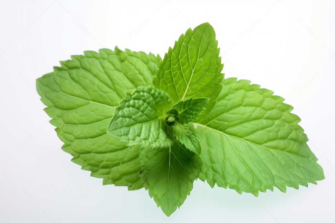 Folha de hortelã sobre fundo isolado