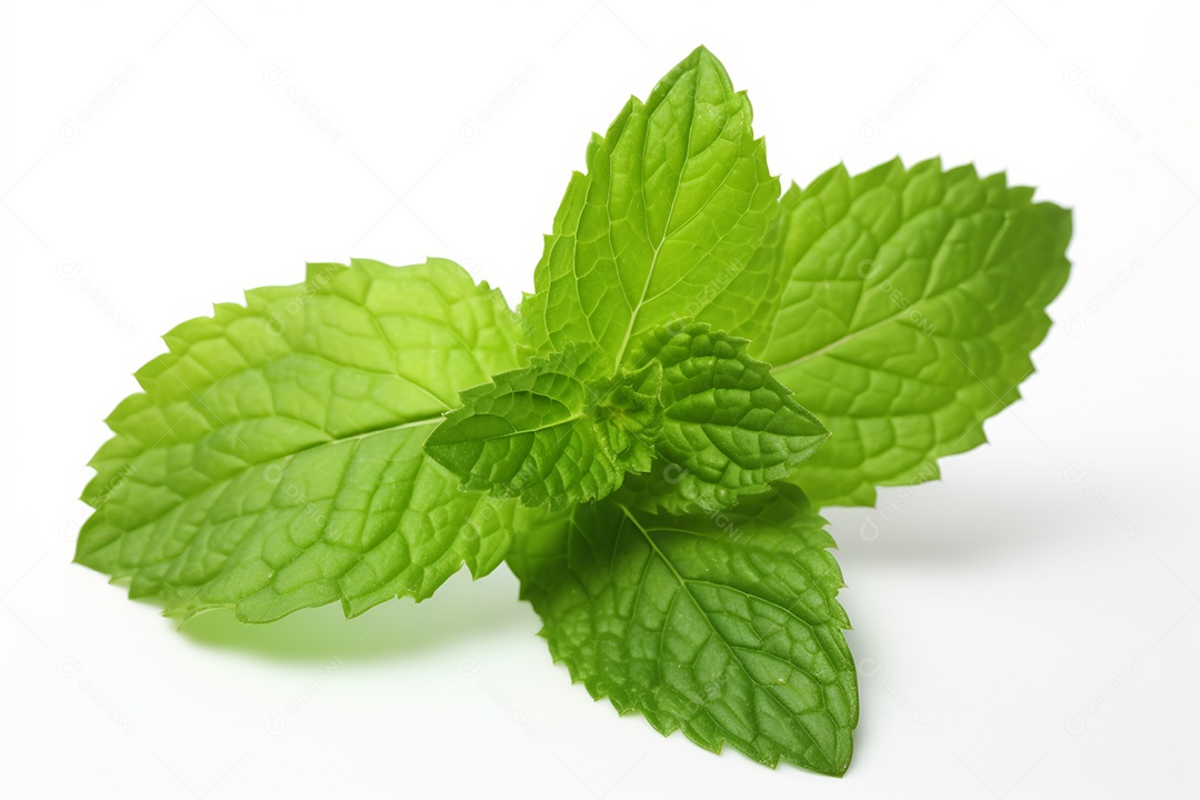 Folha de hortelã sobre fundo isolado