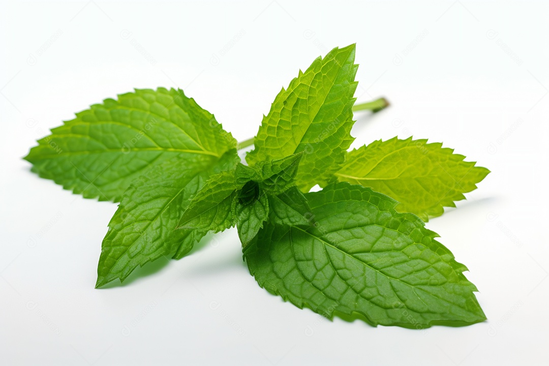 Folha de hortelã sobre fundo isolado