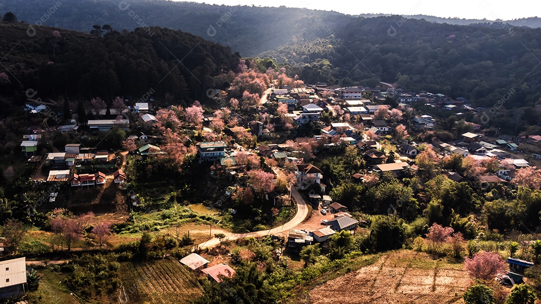 Paisagem de lindas cerejeiras selvagens do Himalaia florescendo flores rosa