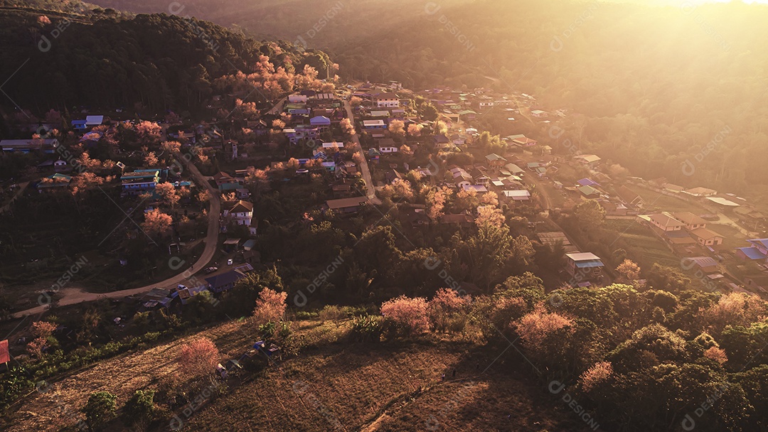 Paisagem de lindas cerejeiras selvagens do Himalaia florescendo flores rosa