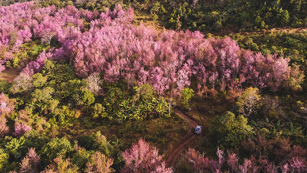 Paisagem de lindas cerejeiras selvagens do Himalaia florescendo flores rosa