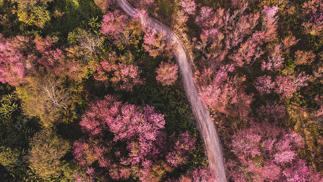 Paisagem de lindas cerejeiras selvagens do Himalaia florescendo flores rosa