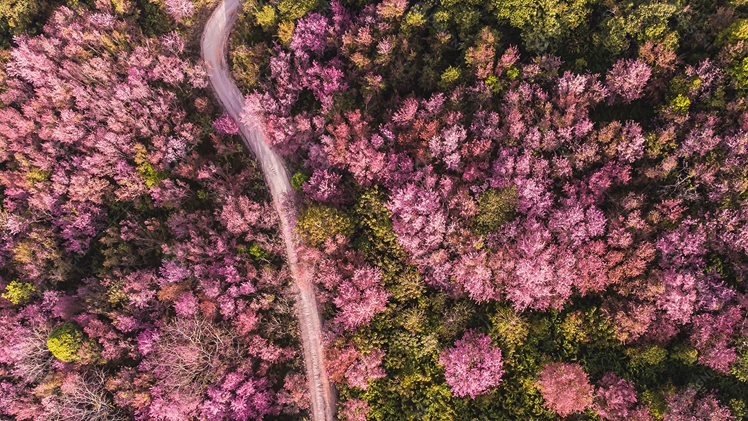 Paisagem de lindas cerejeiras selvagens do Himalaia florescendo flores rosa