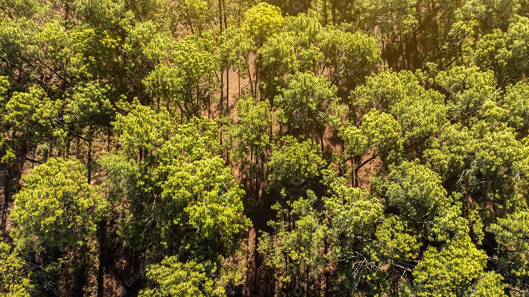 Floresta de pinheiros no verão no parque nacional Thung salaeng luang tailândia