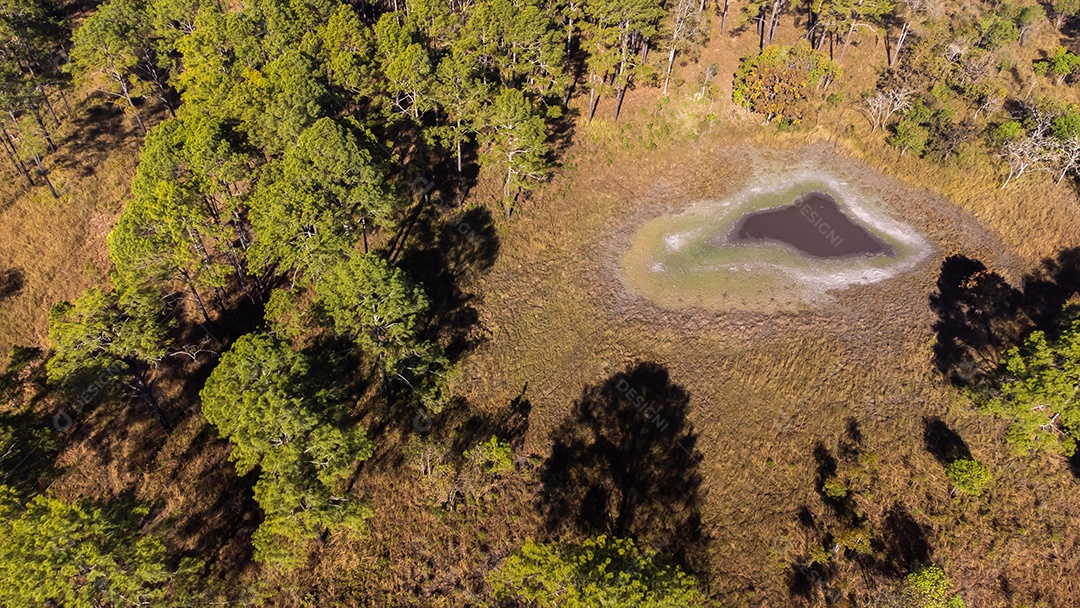 Floresta de pinheiros no verão no parque nacional Thung salaeng luang tailândia