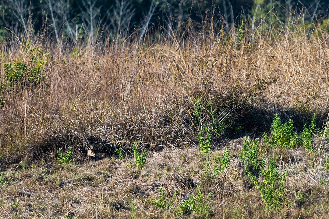 Veado no prado Área de Conservação da Vida Selvagem