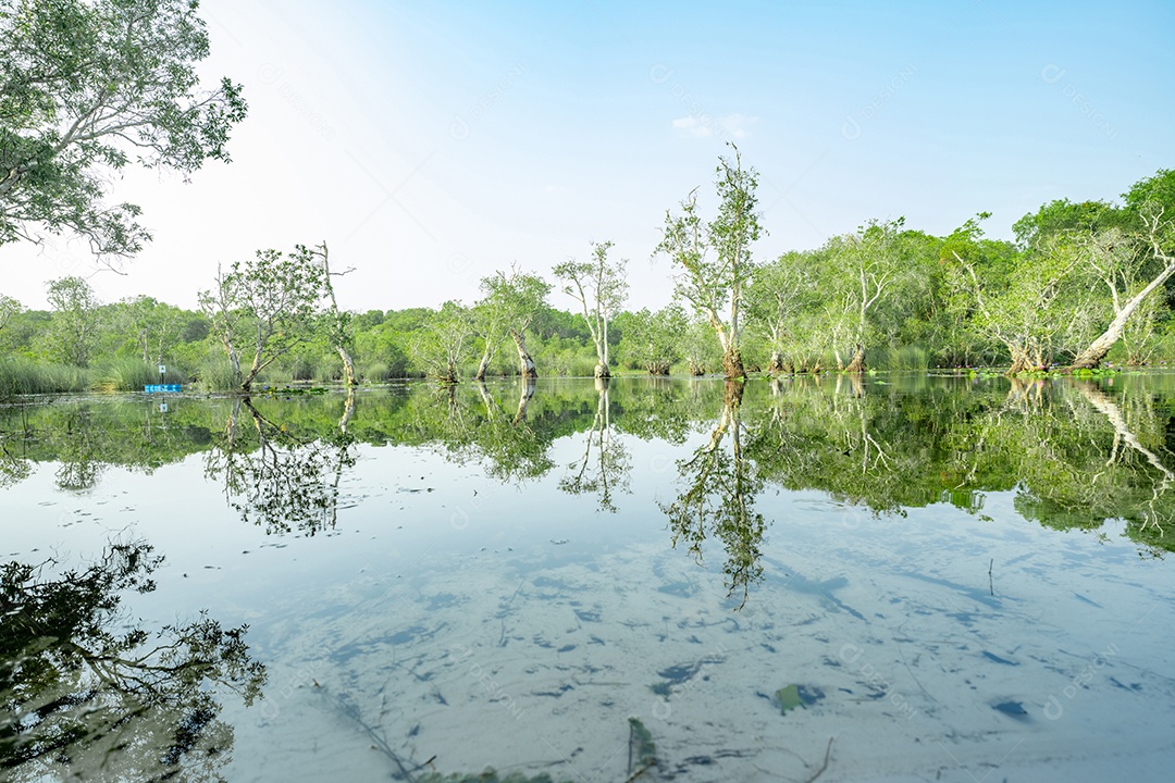 Árvores de samet ou cajepute brancas em florestas pantanosas com reflexos na água