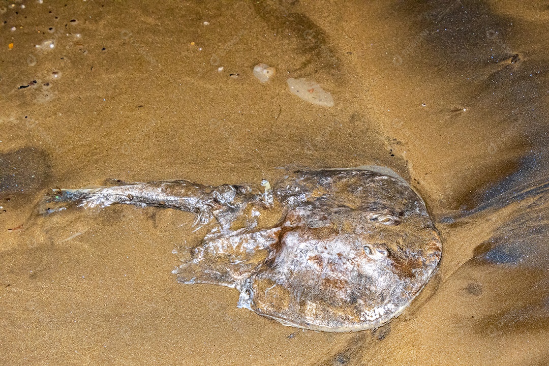 Cação-viola é encontrado morto na areia da praia