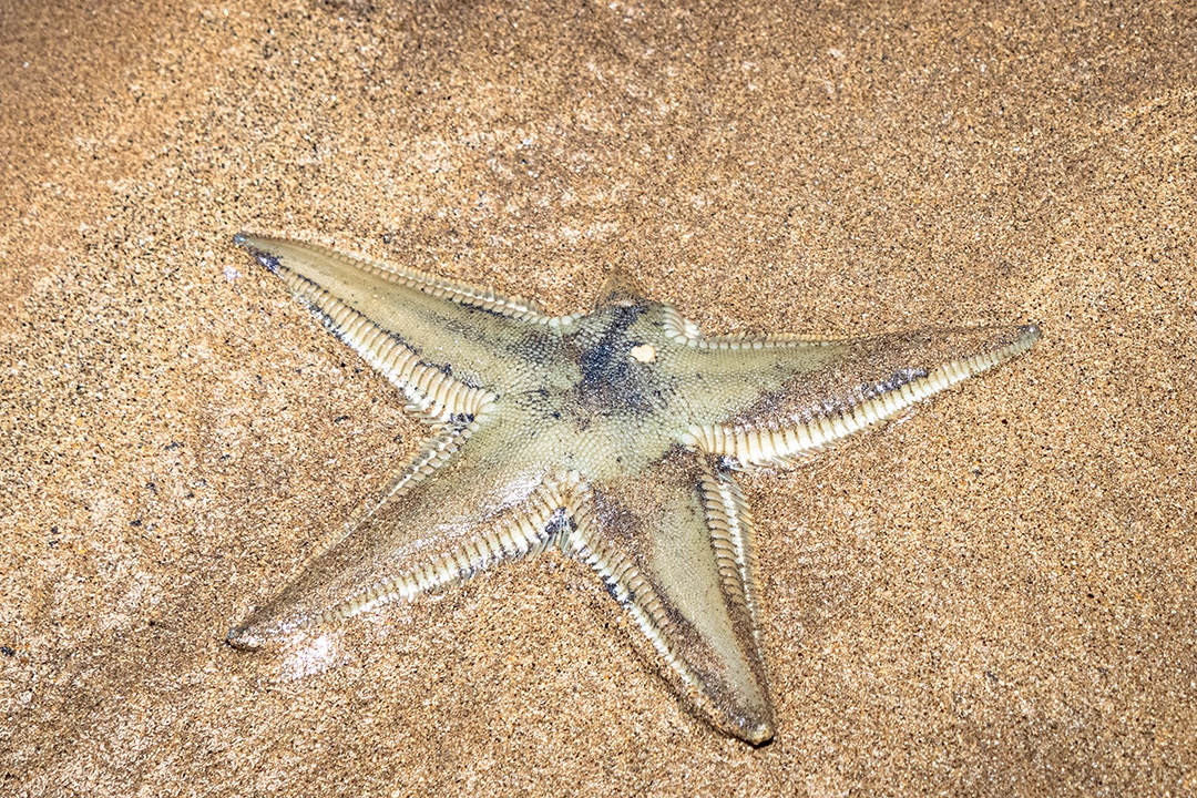 Estrela do mar marrom encontrada na praia sem um braço