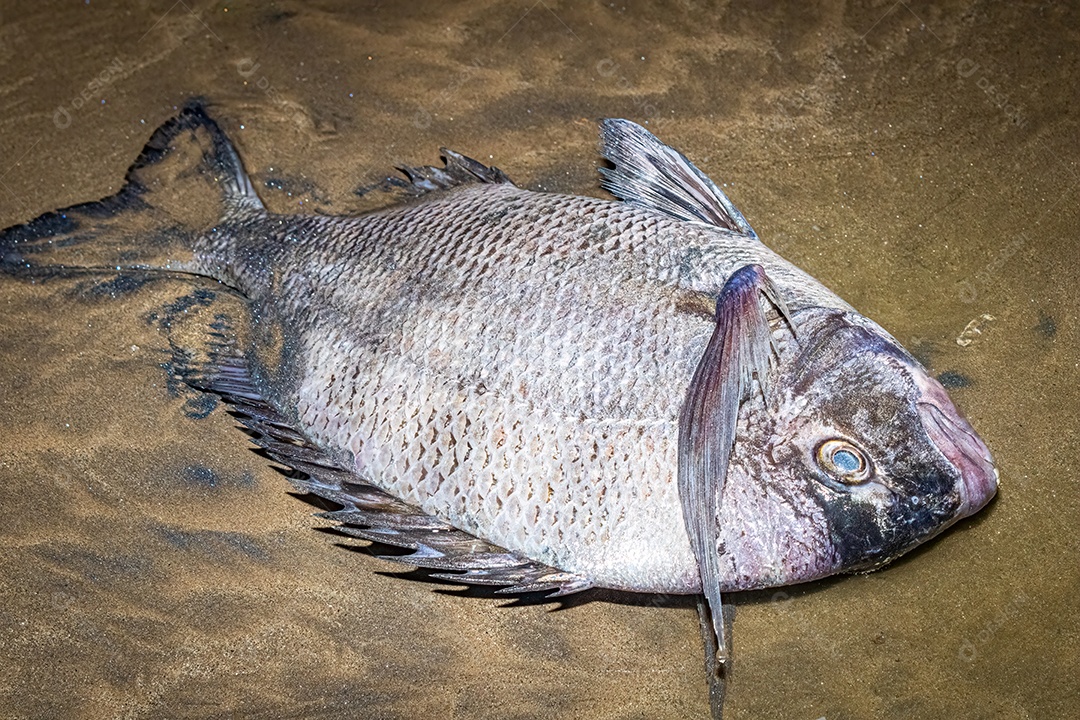 Pargo muito grande encontrado morto na praia
