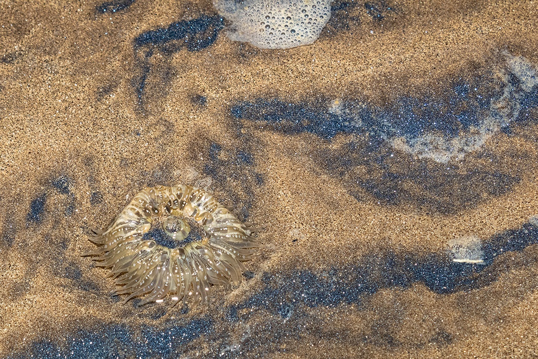 Anêmona encontrada na praia cercada por minério de ferro