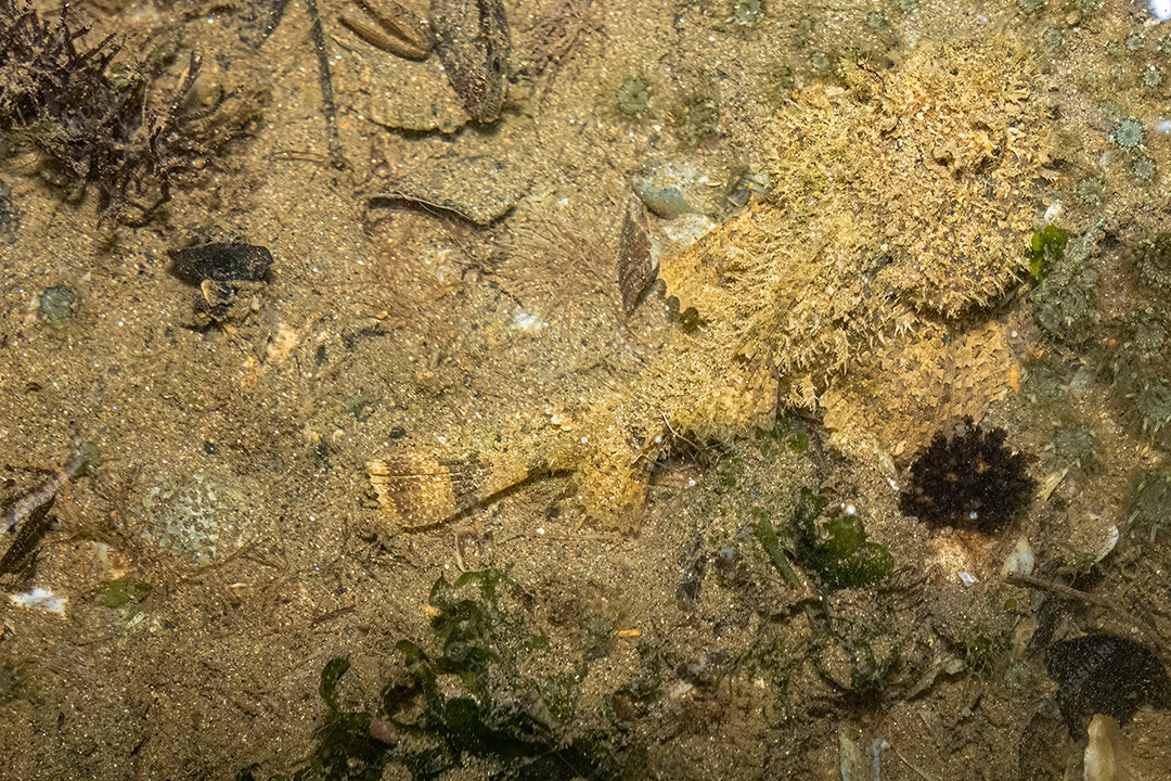 Peixe-pedra camuflado com as pedras e areia