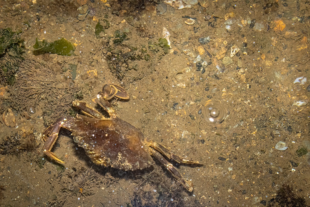 Caranguejo caranguejo encontrado na praia sem uma perna