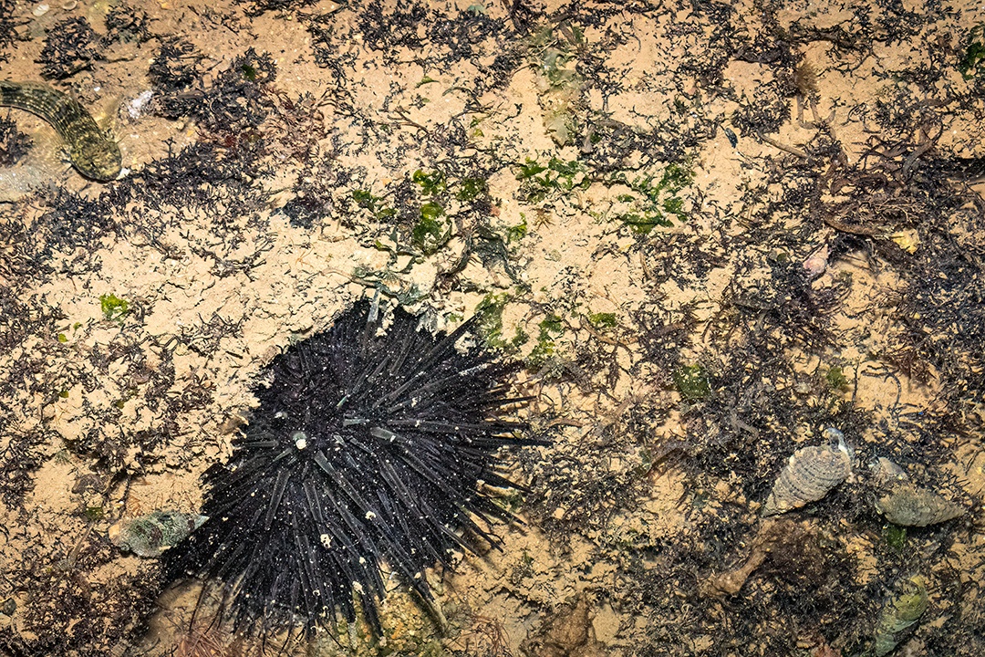 Ouriço-do-mar-negro encontrado preso a uma pedra em praia brasileira
