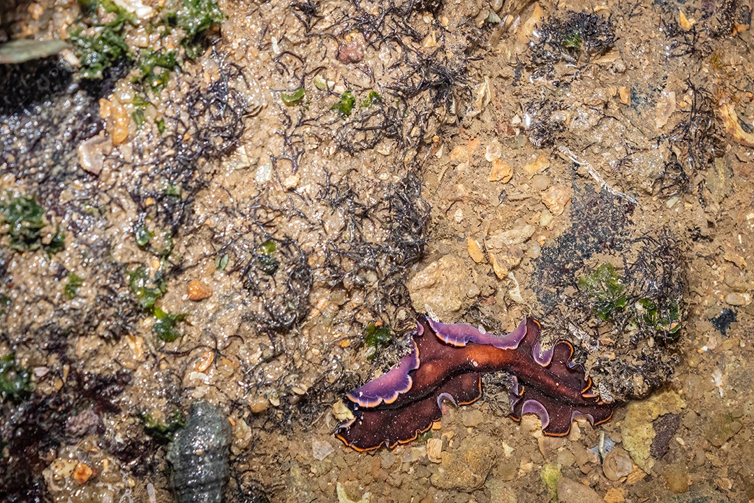 Lesma do mar vermelha e preta encontrada em pequena poça na praia.