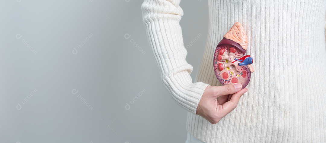 Mulher segurando rim humano anatômico Modo de glândula adrenal