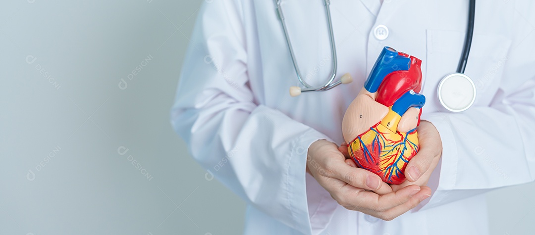 Médico segurando modelo de coração humano. Doenças Cardiovasculares