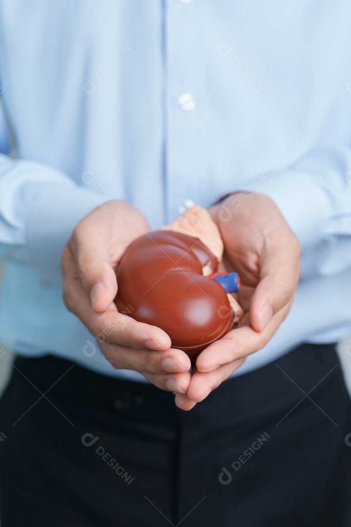 Homem segurando rim humano anatômico modelo de glândula adrenal.