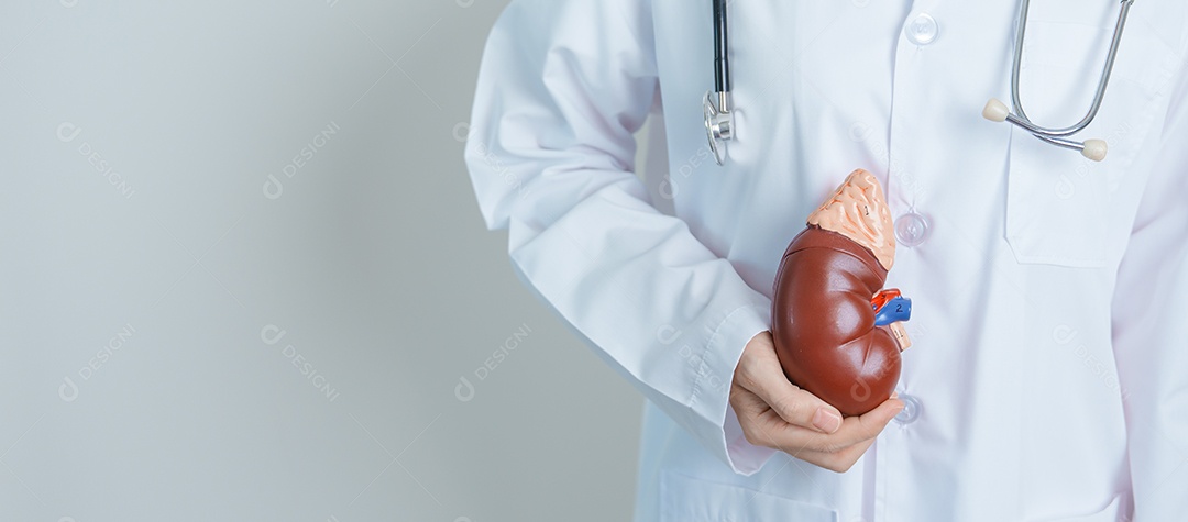 Médico segurando rim anatômico modelo de glândula adrenal.