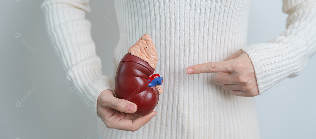 Mulher segurando rim humano anatômico modelo de glândula adrenal.