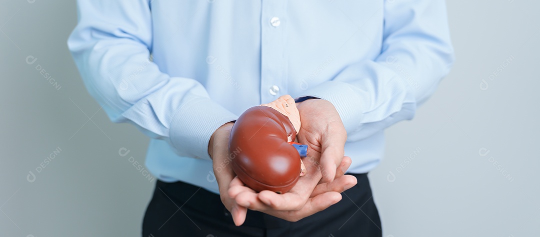 Homem segurando rim humano anatômico modelo de glândula adrenal.