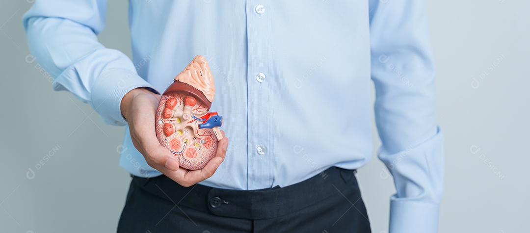 Homem segurando rim humano anatômico modelo de glândula adrenal.