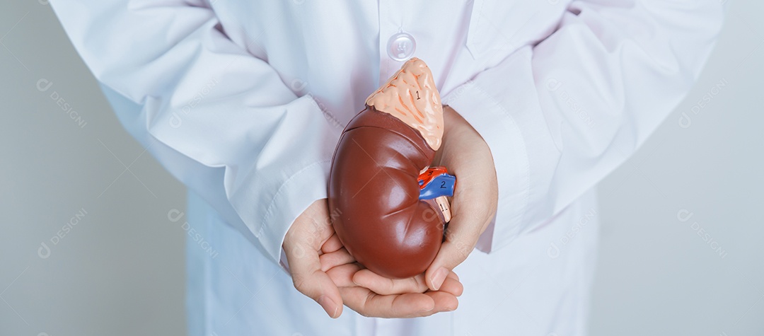 Médico segurando rim anatômico modelo de glândula adrenal.