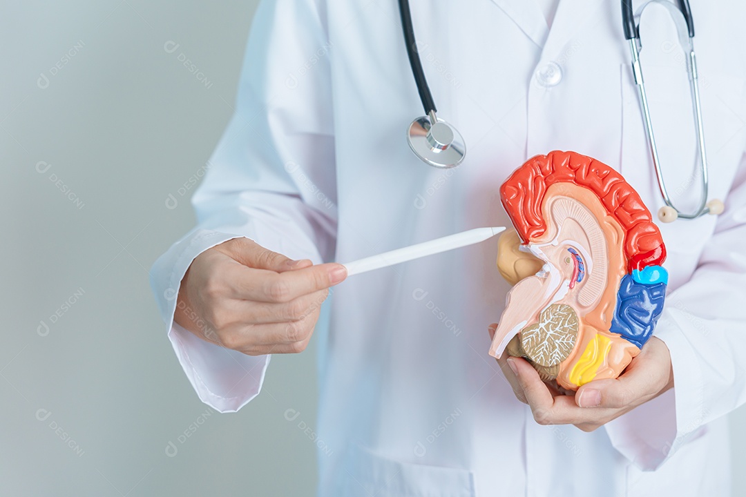 Médico segurando modelo de cérebro humano. Dia Mundial do Tumor Cerebral