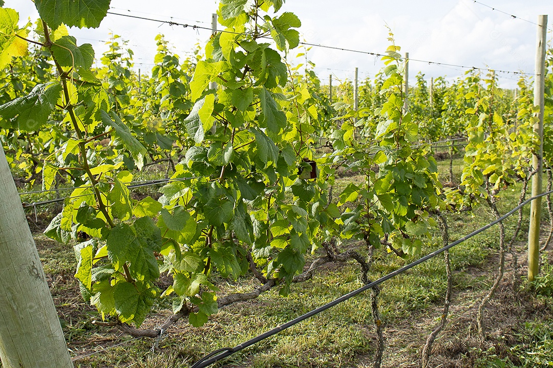 Plantação de uvas verdes