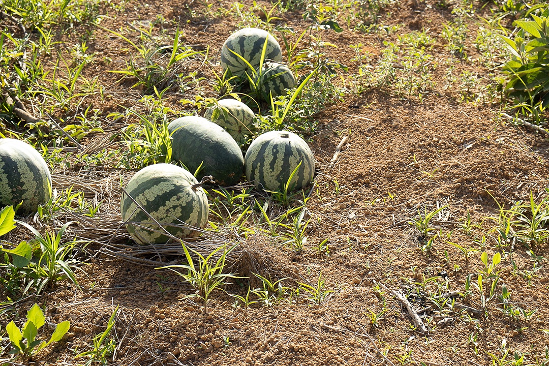 Colheita da plantação de melancia em dia de mercado