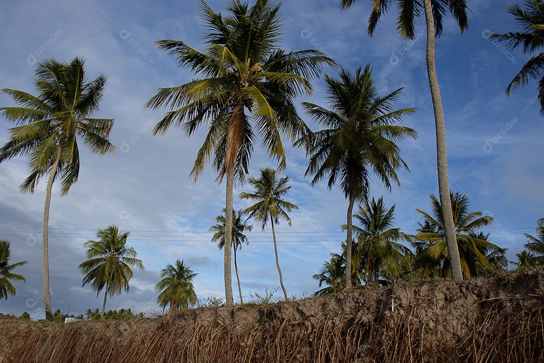 Bela vista da praia tropical cheia de coqueiros e areia do mar