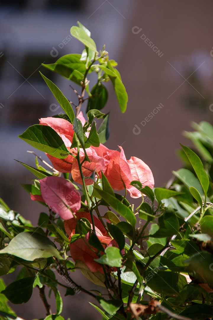 Planta de buganvílias spectabilis em um jardim no Rio de Janeiro, Brasil.
