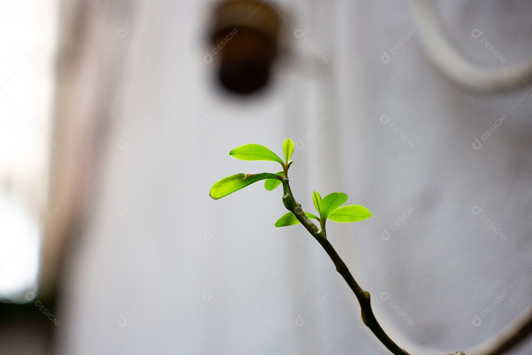 Pequeno galho de uma planta em um jardim no Rio de Janeiro, Brasil.