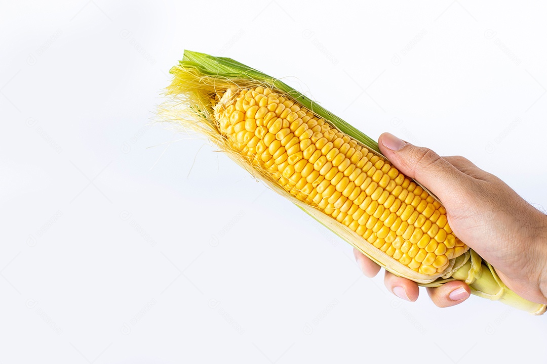 Milho verde isolado em fundo branco.