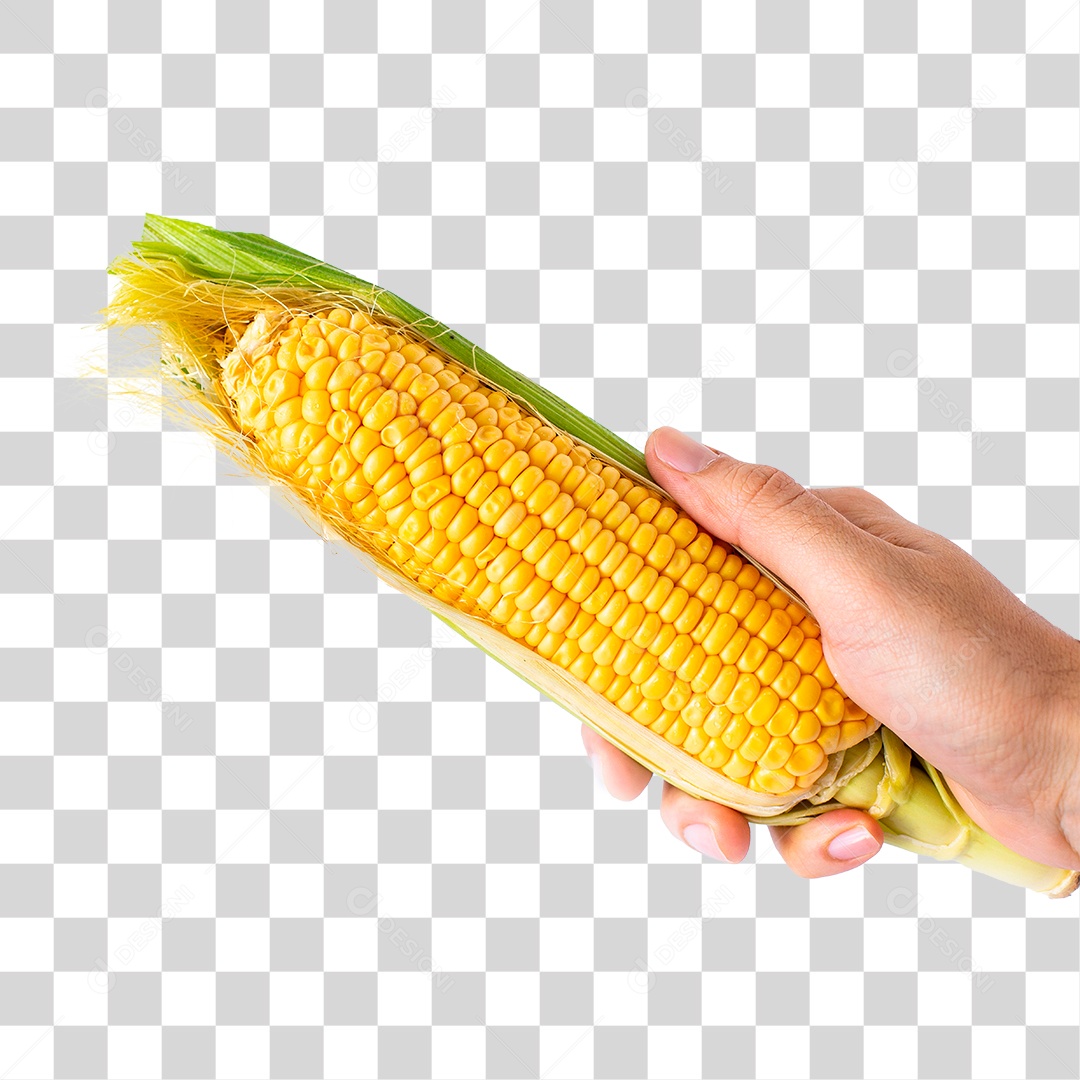 Mão Segurando Milho PNG Transparente