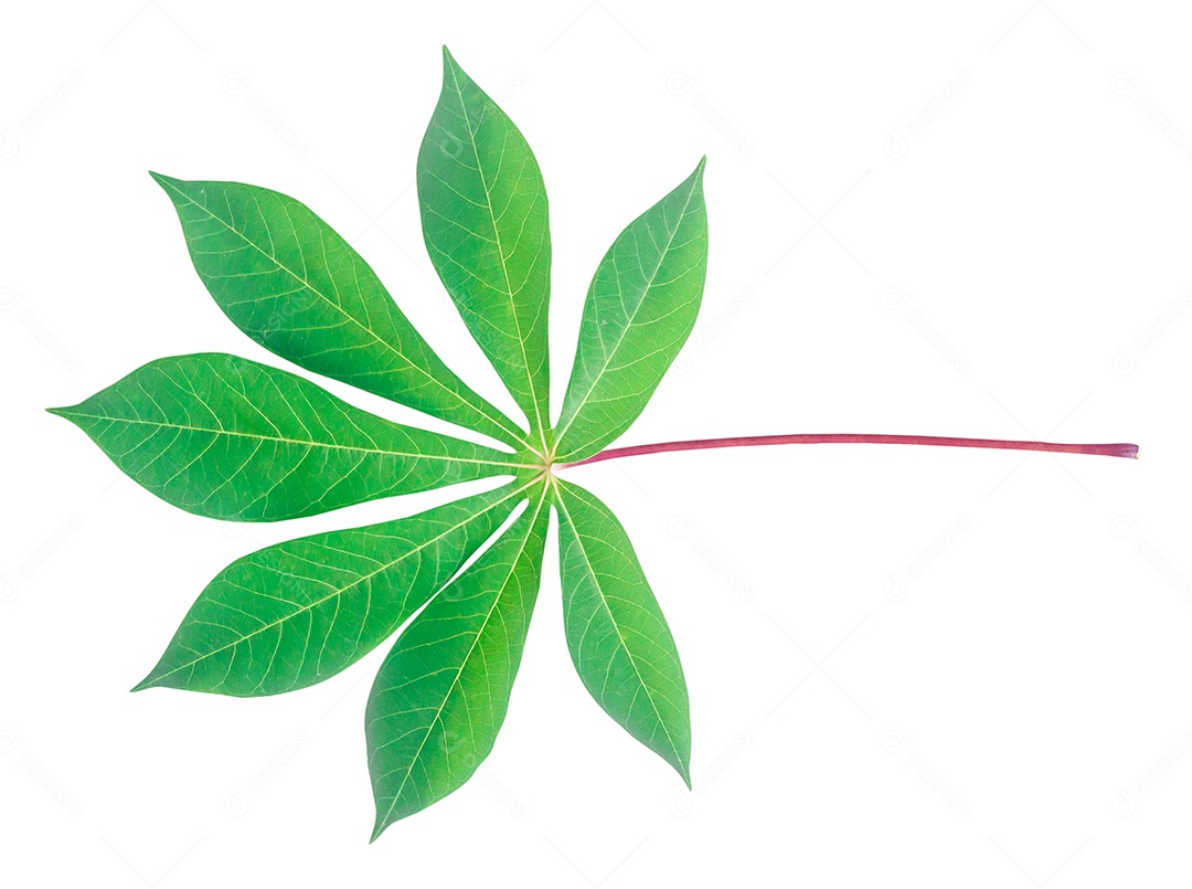 A foto da vista superior da parte frontal de uma única folha de mandioca é isolada