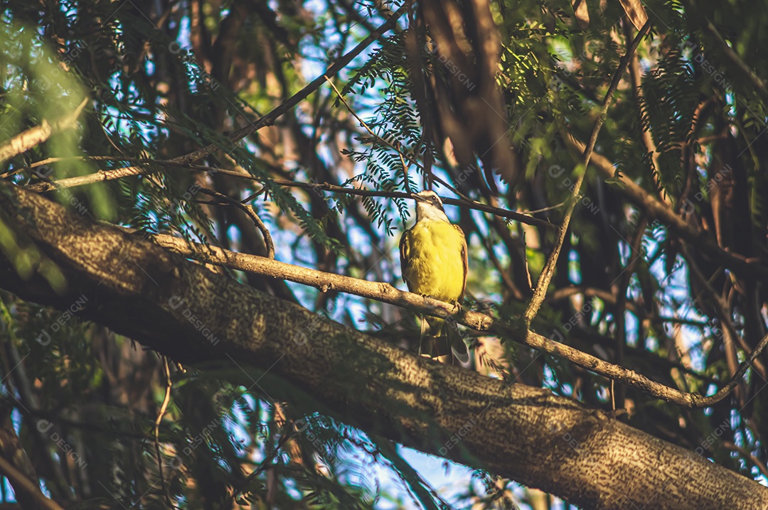 Pássaro amarelo arado em uma árvore e observando sua natureza.