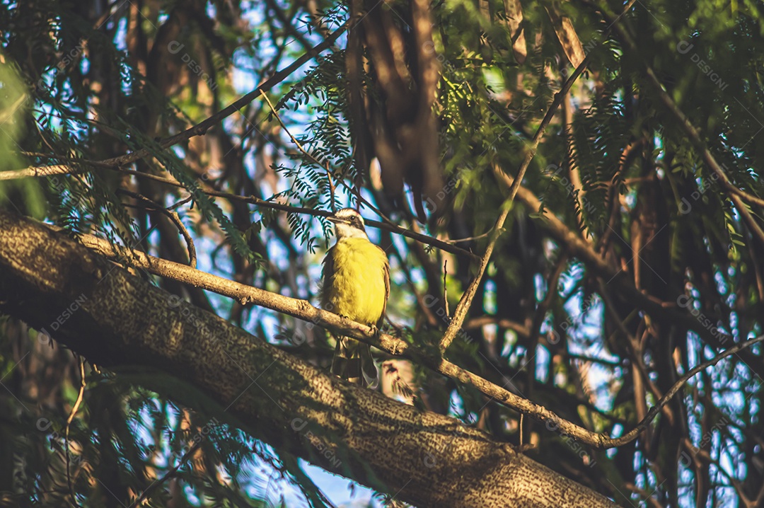 Pássaro amarelo arado em uma árvore e observando sua natureza.