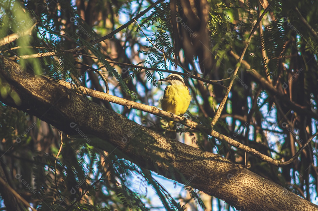 Pássaro amarelo arado em uma árvore e observando sua natureza.