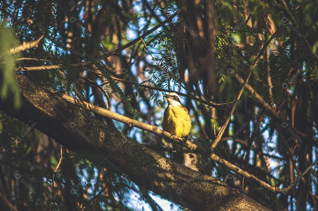Pássaro amarelo arado em uma árvore e observando sua natureza.