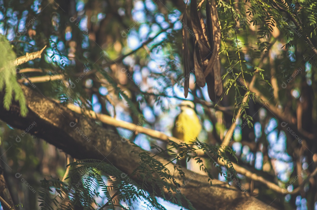 Pássaro amarelo arado em uma árvore e observando sua natureza.