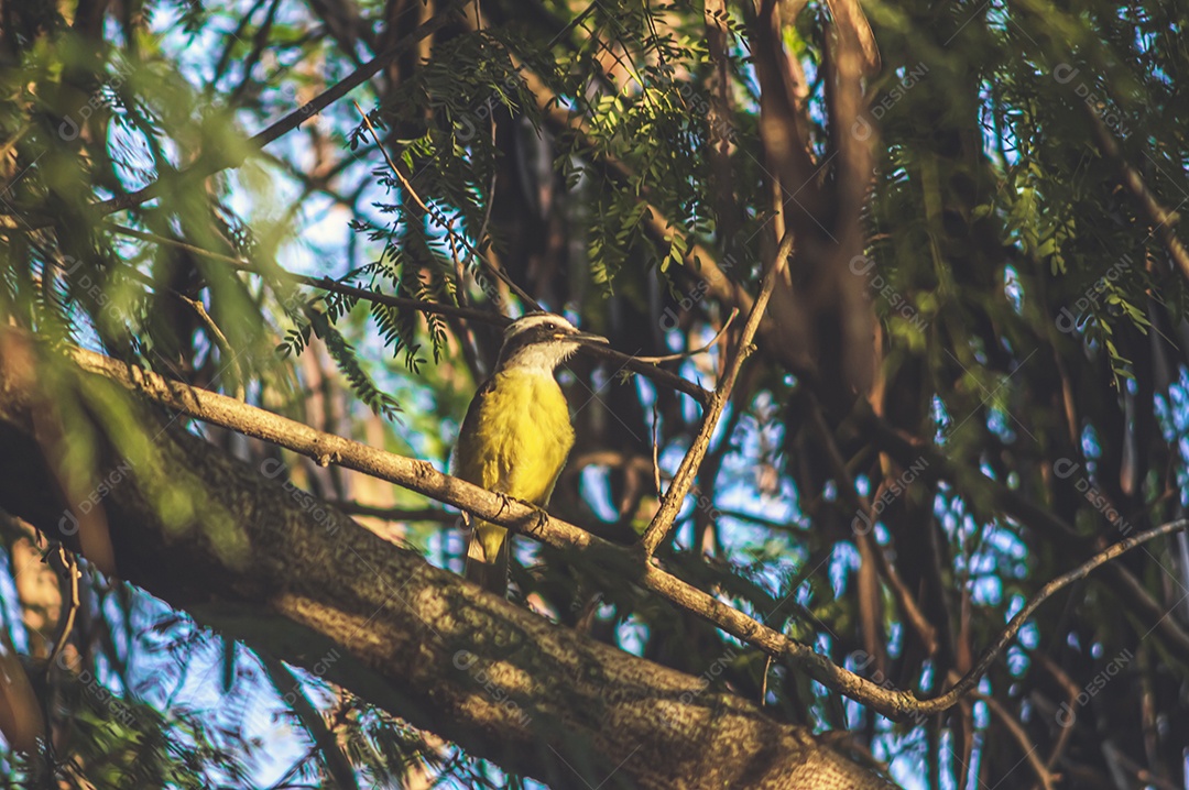 Pássaro amarelo arado em uma árvore e observando sua natureza.