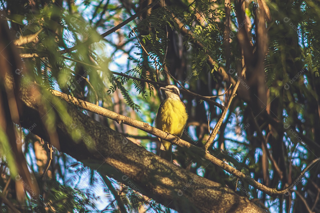 Pássaro amarelo arado em uma árvore e observando sua natureza.