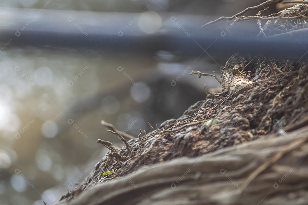 Desfiladeiro ribeirinho com fundo desfocado, textura de raiz e raízes.