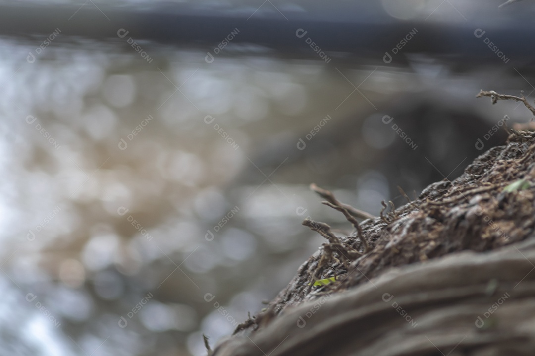 Desfiladeiro ribeirinho com fundo desfocado, textura de raiz e raízes.