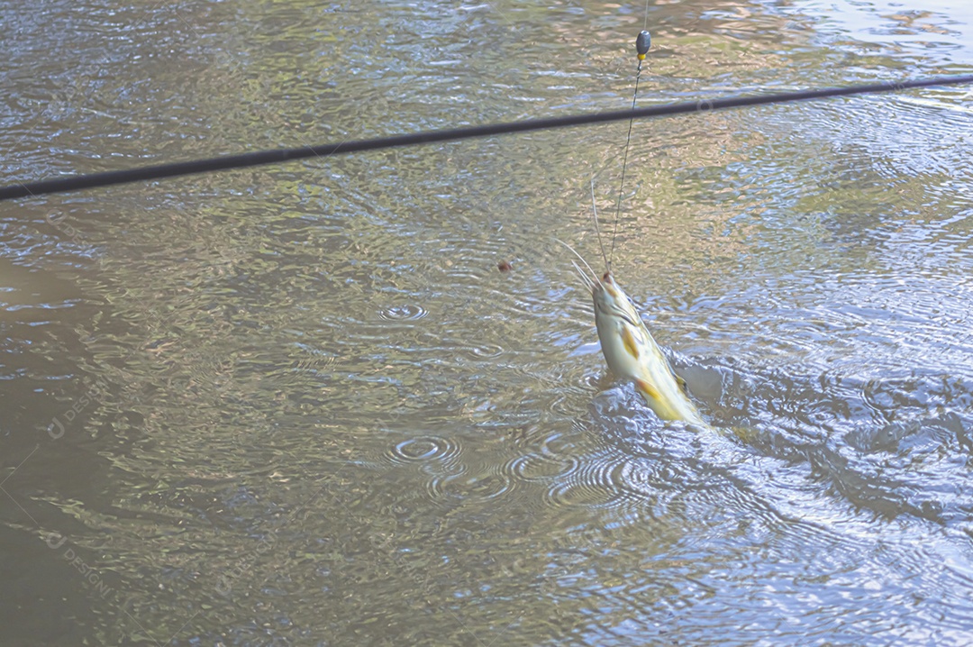 Mandi Chorão (Pimelodus maculatus) peixe capturado por um pescador que está na beira de um rio, variação do bagre.
