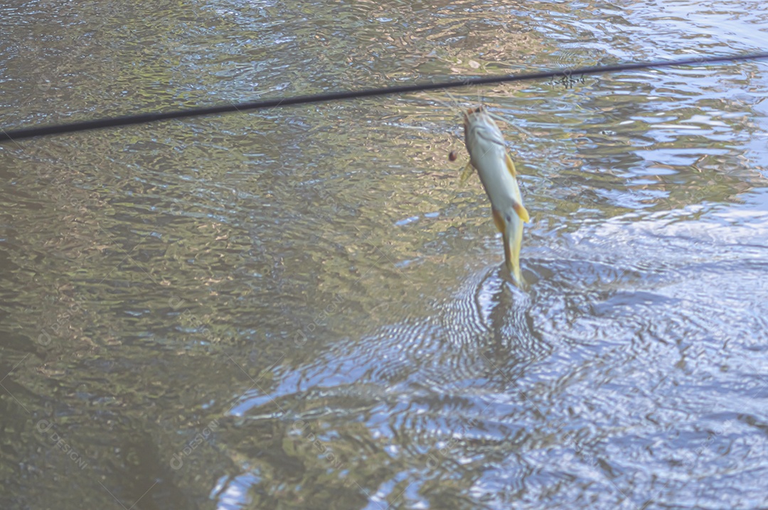 Mandi Chorão (Pimelodus maculatus) peixe capturado por um pescador que está na beira de um rio, variação do bagre.