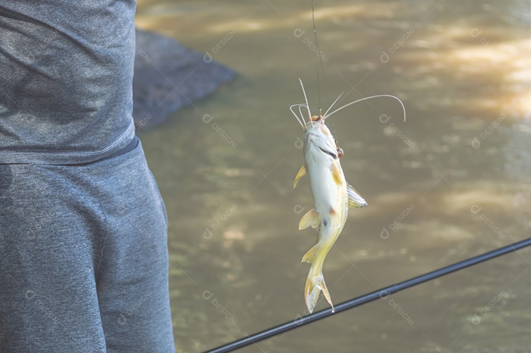 Mandi Chorão (Pimelodus maculatus) peixe capturado por um pescador que está na beira de um rio, variação do bagre.